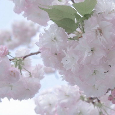 乌拉特后旗FurryQQ群